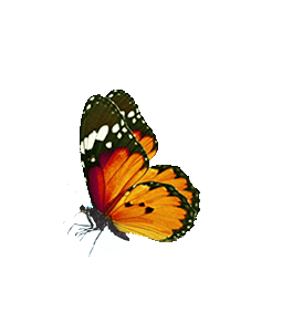 butterfly